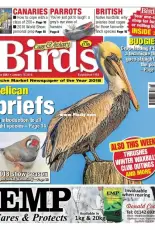 Cage & Aviary Birds - Issue 6042, 16 January 2019