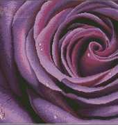 Monalisa - Deep Violet Rose