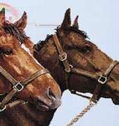 Janlynn 106-472 Horse Companions XSD