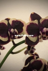 Orchids are my second hobby: Phal Brown Sugar