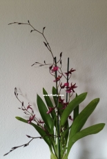 Orchids are my second hobby: Miltonidium Katrin Zoch