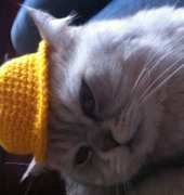 A hat for my cat! Hihi