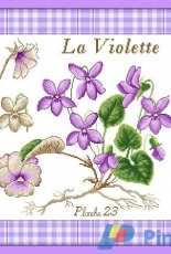 Passion Bonheur - La Violette