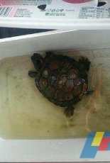 My turtlee :)))
