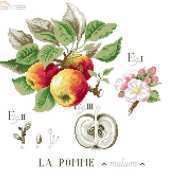 Les Brodeuses Parisiennes LbP - Etude de La Pomme  PCS