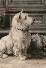 West Highland Terrier "Footsteps" - Herbert Dicksee- Scarlet Quince