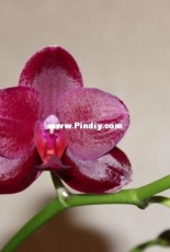 Orchids are my second hobby: Phal. Sogo Relax