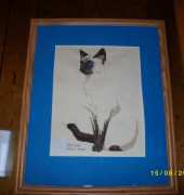 siamese cat
