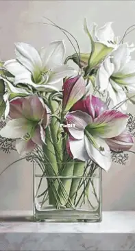 Chimera - Amaryllis Bouquet