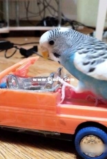 Parrot Screw-nut (Gadget Chip 'n' Dale)