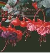 Haukun H037 - Fucsia xsd
