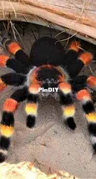 Natali Skill 21 - Natali Batluk - Mexican Red Knee Tarantula