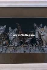 Barnyard Kitties Dimensions #35133
