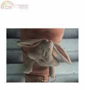 Bunny Carrot Pocket
