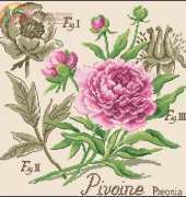 DFEA La Pivoine Etudes de Botanigue from DFEA HS 28