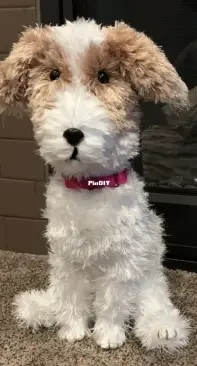 Maggie, a Long-Haired Jack Russell Terrier