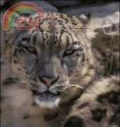Golden Kite GK 552 - Snow Leopard