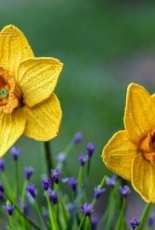 Happy Patty Crochet - Daffodil / Narcissus