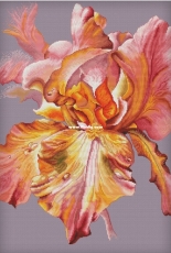 Pink Charm Iris by Anna Kuznetsova /Анна Кузнецова PCS
