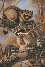 Chimera -Family of raccoons