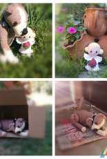 Dog his angel