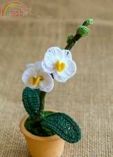 Happy Patty Crochet - Mini Moth Phal Orchid