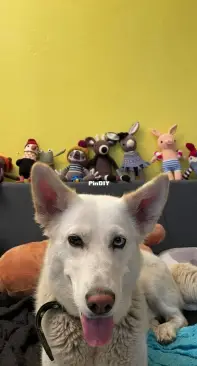 My dog with my crochet animals