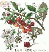 Les Brodeuses Parisiennes LBP Etude aux Cerises XSD