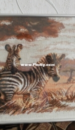 Zebras