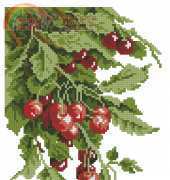 Susanna Red Currants