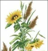 Sunflowers KAT00148 from Hafty Polskie Zlota Kolekcja 3 2005 XSD