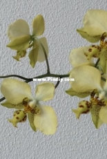 Orchids are my second hobby: Phal. stuartiana var. nobilis