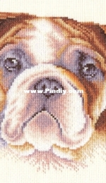 Panna / Панна J 1056 - English Bulldog XSD