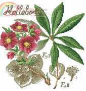 Etudes de Hellebore by Veronique Enginger from De fil en Aiguille DFEA 66