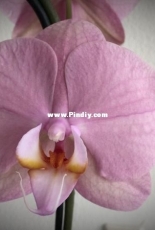 Orchids are my second hobby: Phal. Akita