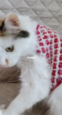 handmade cat sweater