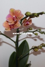 Orchids are my second hobby: Phal. Grazia