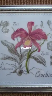 DFEA etude botanique Orchidée