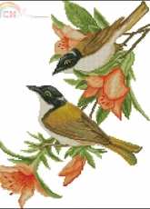 Birds From Nastunya 56