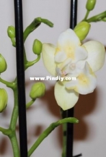 Orchids are my second hobby: Phal. Barracuda