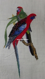 Two colourful birds.