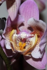 Orchids are my second hobby: Phal. Anthura Beaumont