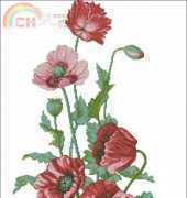 RTO M081 Poppies