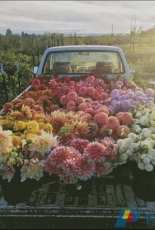 HAED - HAEHAED 22 Flower Truck by Michele Sayetta