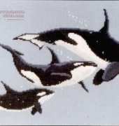 Couchman Creations CC-013 - Killer Whales