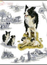 Anchor APC 929 Border Collie Sampler