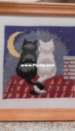 Cats in love