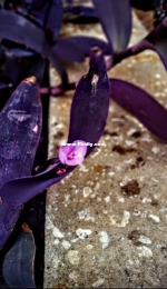 My purple queen plant