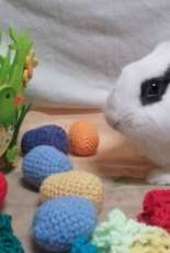 eggs and curious bunny