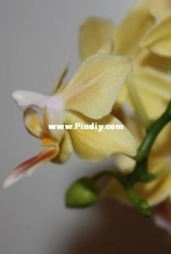 Orchids are my second hobby: Phal. Ambo Choon x Betris Sunny Smell